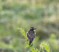Saxicola rubetra