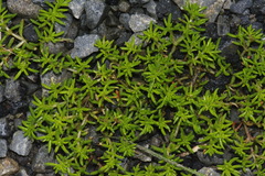 Crassula decumbens