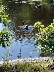 Branta canadensis