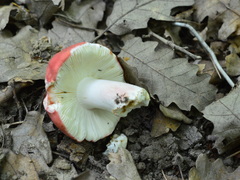 Russula lepida