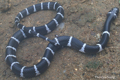 Lycodon septentrionalis