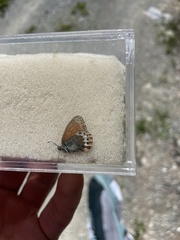 Coenonympha gardetta