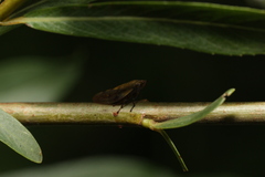 Omalophora pectoralis