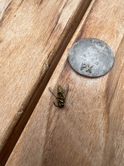 Dolichovespula arenaria
