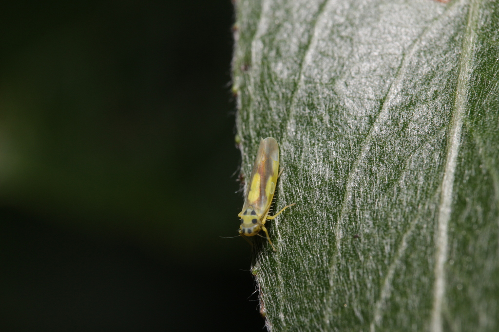 Eupteryx heydenii