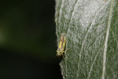 Eupteryx heydenii