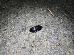 Figulus binodulus