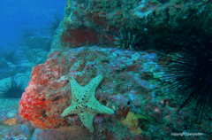 Oreaster clavatus