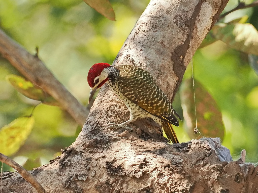 Woodpecker from Lavushimanda, Zambia on May 25, 2022 at 0750