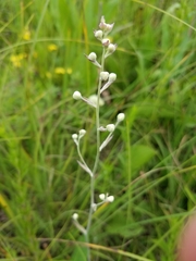 Anticlea elegans glauca