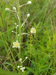 Anticlea elegans glauca