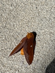 Anisota pellucida