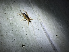 Nippancistroger testaceus