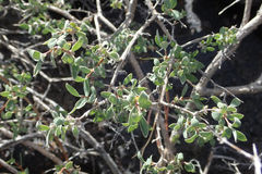 Symphoricarpos longiflorus