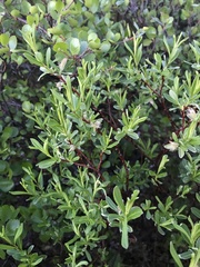 Salix argyrocarpa