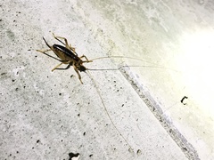 Nippancistroger testaceus