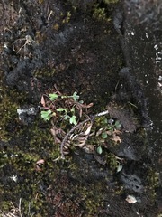 Sibbaldia procumbens