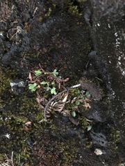 Sibbaldia procumbens