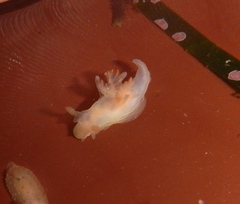Ancula gibbosa
