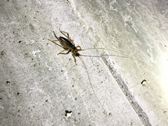 Nippancistroger testaceus