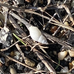 Bulimulus bonariensis