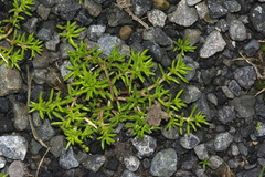 Crassula decumbens