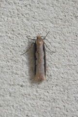 Leptocroca sanguinolenta