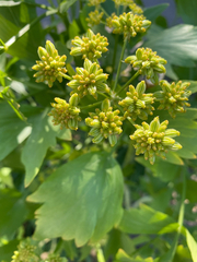 Levisticum officinale