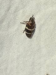Aeneolamia albofasciata