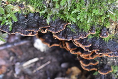 Hymenochaete microcycla