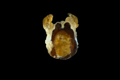 Cyclocephala fulgurata