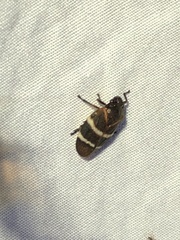 Aeneolamia albofasciata