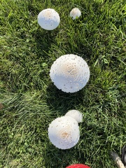 Chlorophyllum molybdites