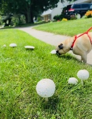 Chlorophyllum molybdites