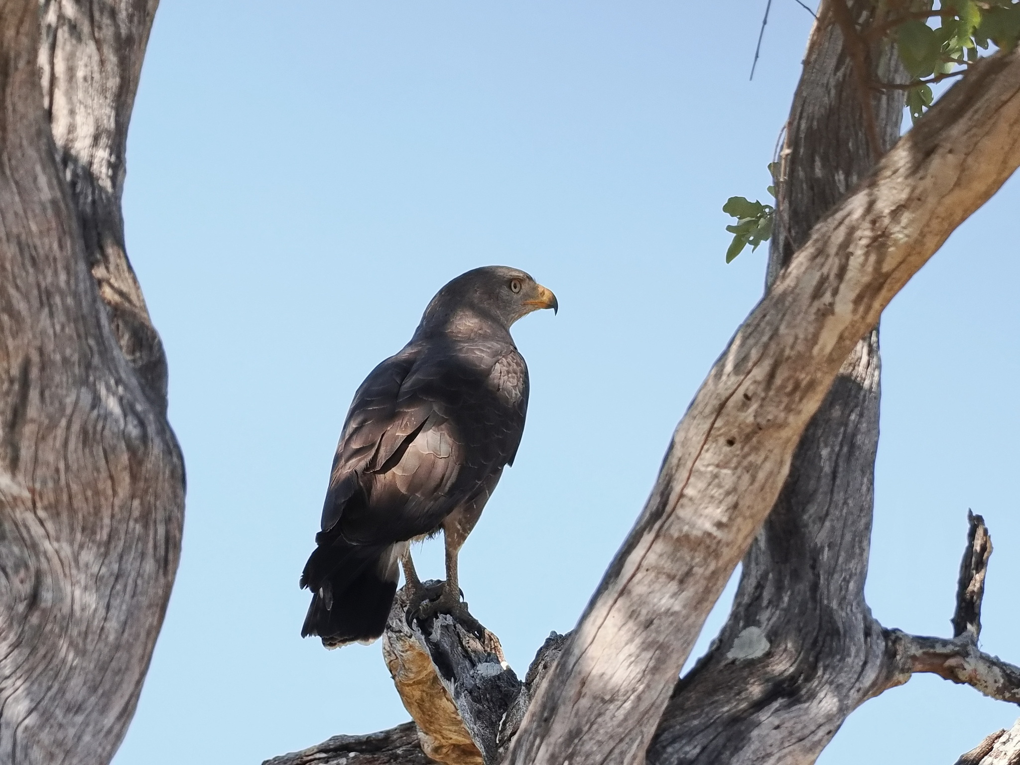 Western Banded Snake-Eagle (Circaetus cinerascens)
