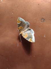 Eulithis pyropata