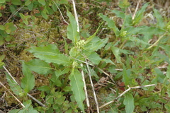 Koenigia alaskana