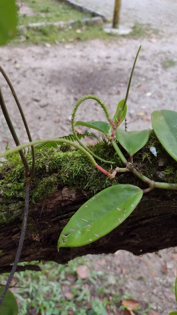 Peperomia granulosa