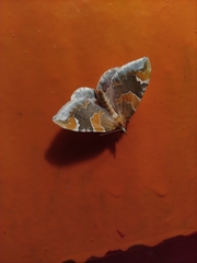 Eulithis pyropata
