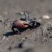 Intermediate Fiddler Crab - Photo (c) Michael Rosenberg, some rights reserved (CC BY-NC)