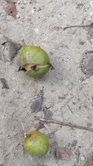 Melicoccus oliviformis