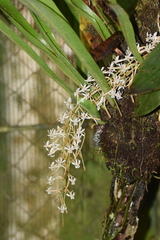 Aerangis macrocentra