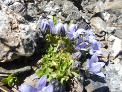 Campanula cenisia