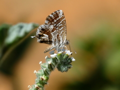Cacyreus marshalli