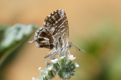 Cacyreus marshalli