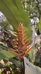Heliconia librata