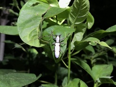 Olenecamptus cretaceus