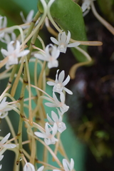 Aerangis macrocentra