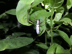 Olenecamptus cretaceus