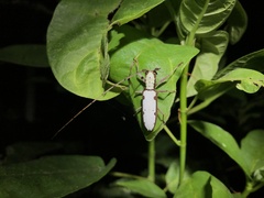 Olenecamptus cretaceus